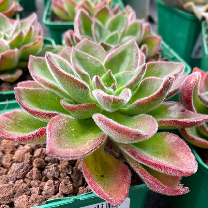 Echeveria pulvinata 'Devotion'