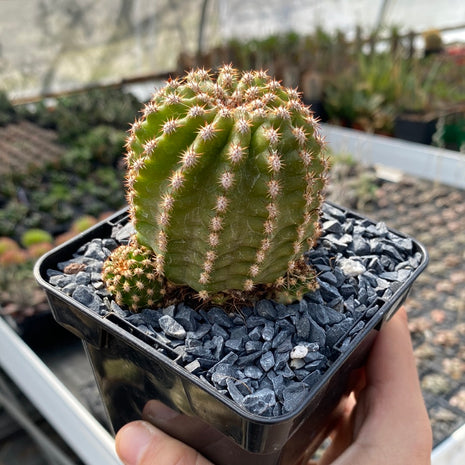 Trichocereus híbrido