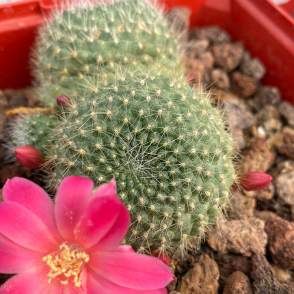 Rebutia minuscula