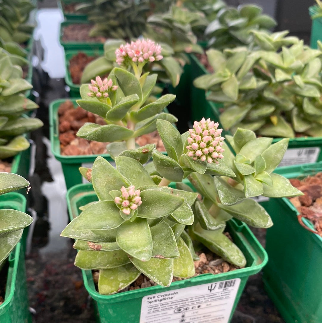 springtime succulent Crassula 'Springtime' – DesertSTORE.es