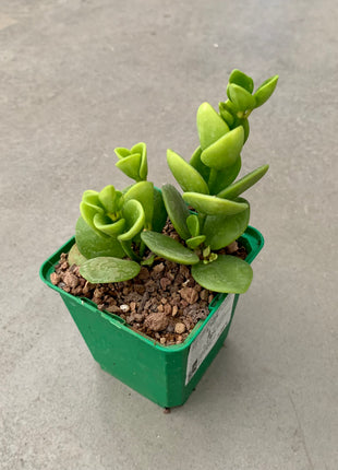 Peperomia obtusifolia