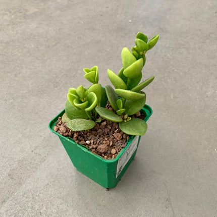 Peperomia obtusifolia