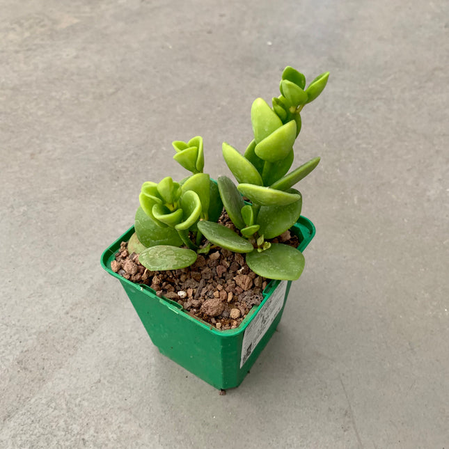 Peperomia obtusifolia