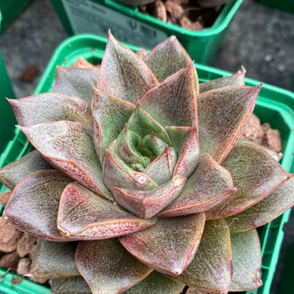 Echeveria ‘Dionysos’