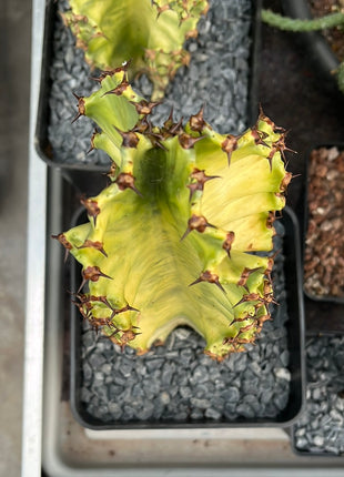 Euphorbia ingens variegata
