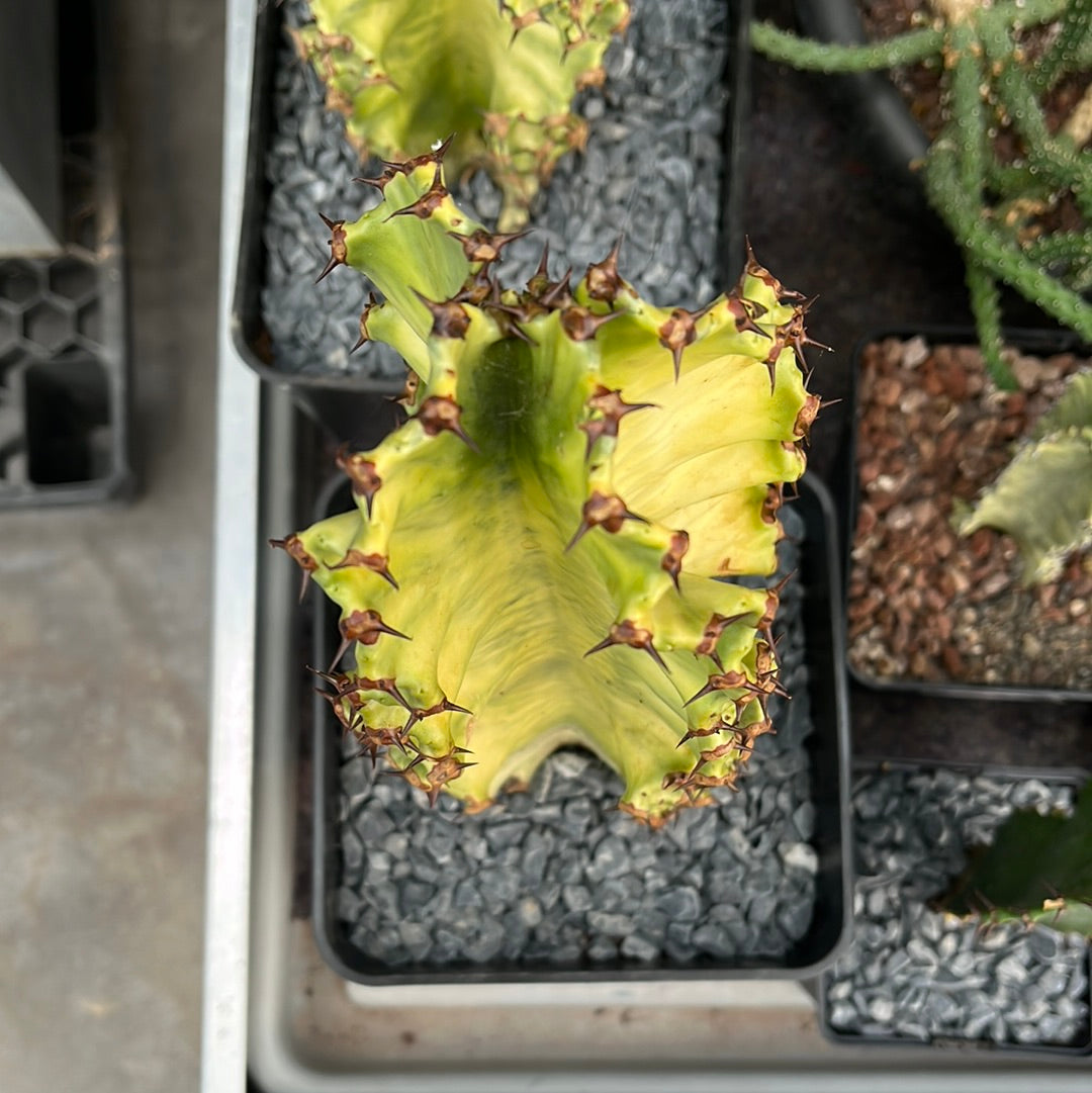 Euphorbia ingens variegata