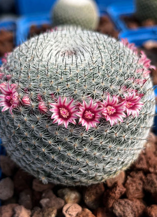Mammillaria pseudoperbella