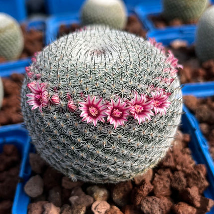 Mammillaria pseudoperbella