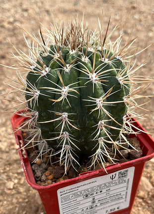 Coleocephalocereus goebeiianus