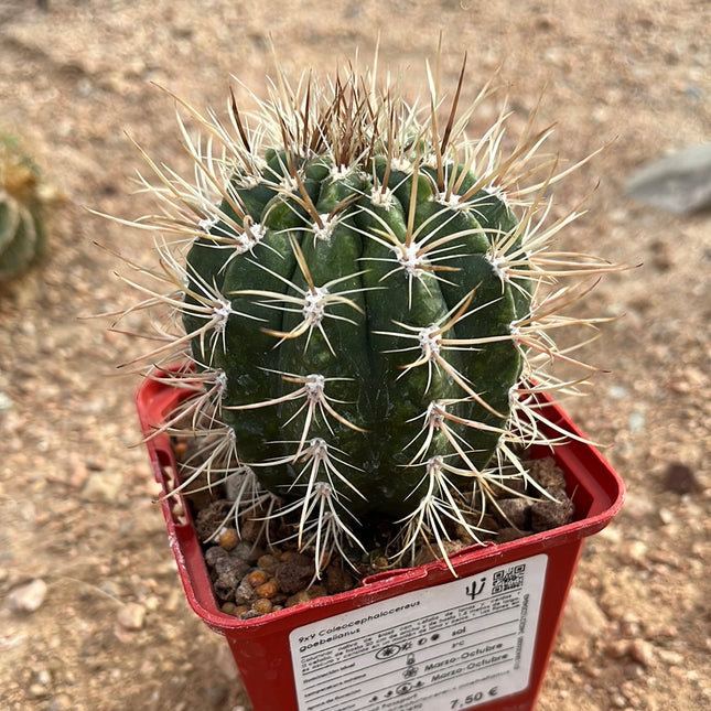 Coleocephalocereus goebeiianus