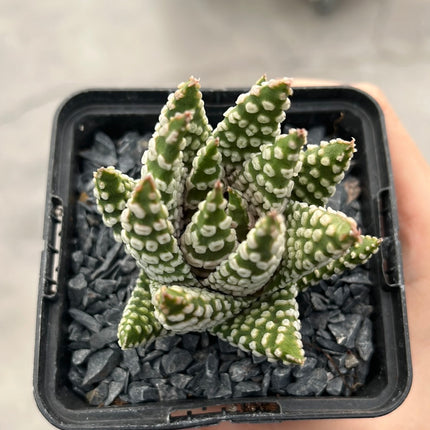 Tulista pumila 'Donuts'