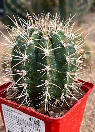 Coleocephalocereus goebeiianus