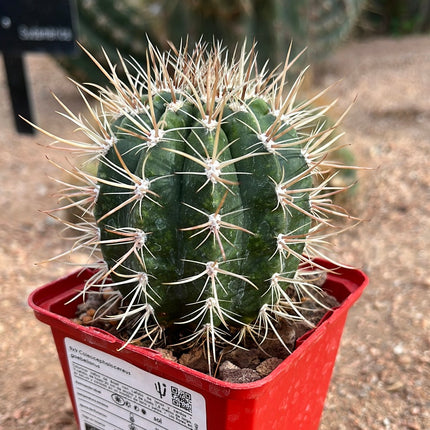 Coleocephalocereus goebeiianus