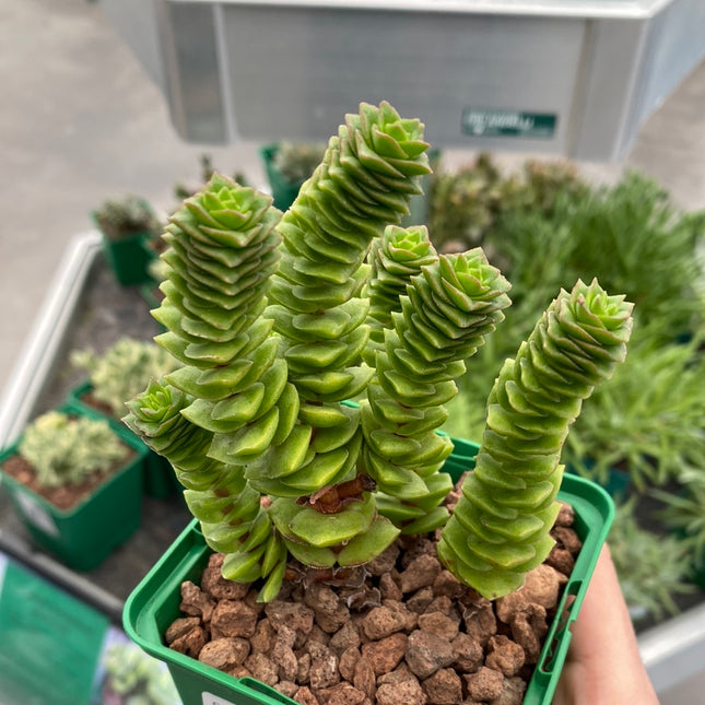 Crassula perforata