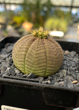 Euphorbia fettleibig ♀ &amp; ♂