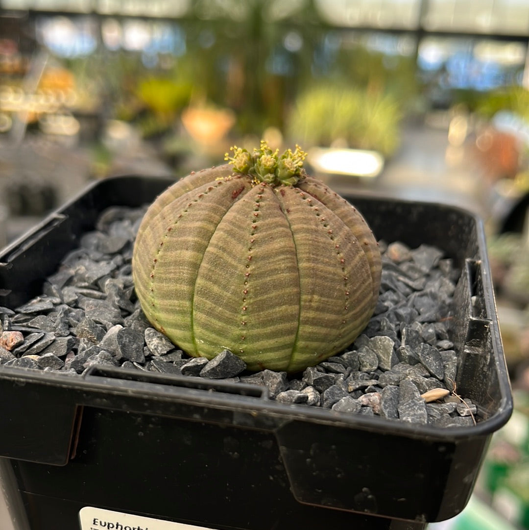 Euphorbia obese ♀ &amp; ♂