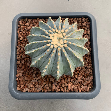 Ferocactus glaucescens inermis