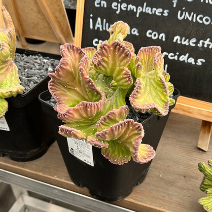 Stapelia leendertziae f. cristata