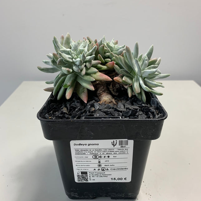 Dudleya gnoma
