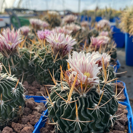 Echinofossulocactus crispatus