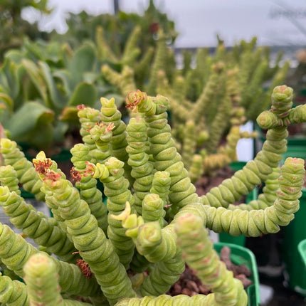 Crassula 'Baby-Halskette'