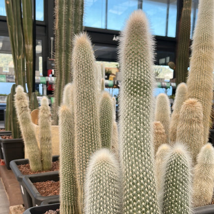 Cleistocactus strausii
