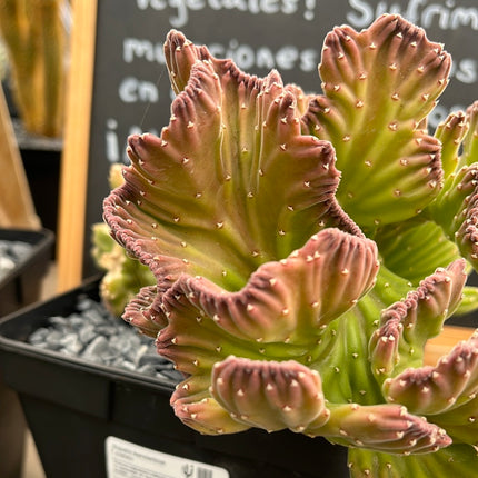 Stapelia leendertziae f. cristata