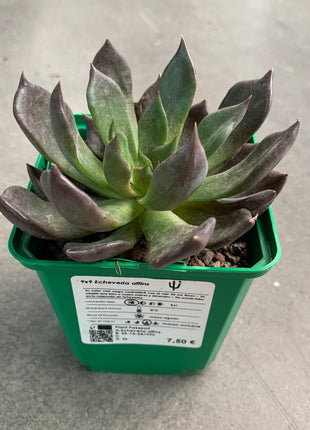 Echeveria affines