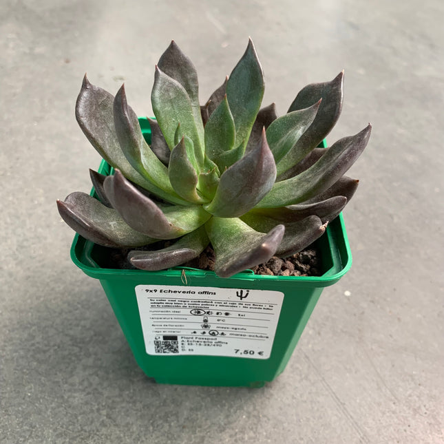 Echeveria affins