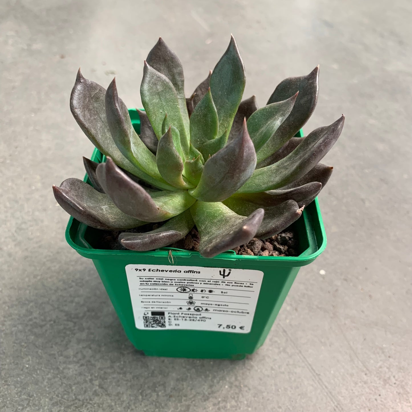 Echeveria affines