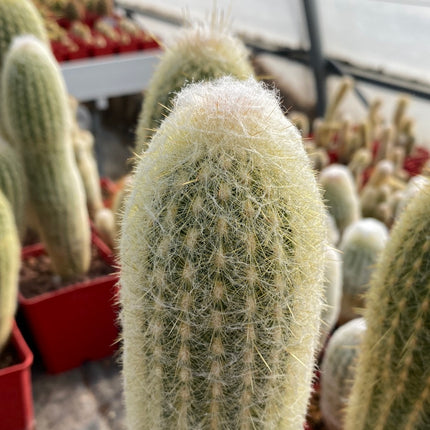 Espostoa melanostele subs. Wiegenlied