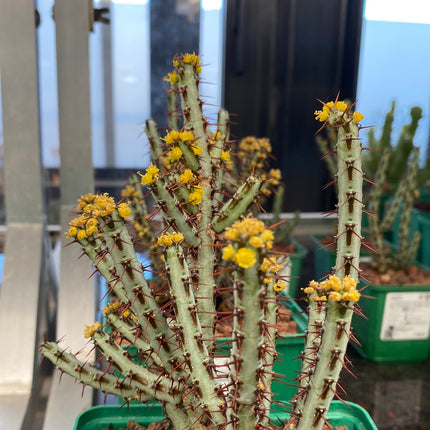 Euphorbia aeruginosa