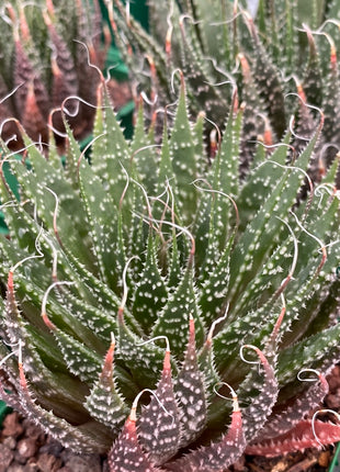 Aristaloe aristata