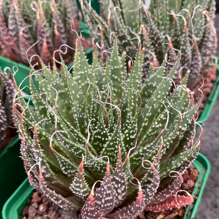 Aristaloe aristata