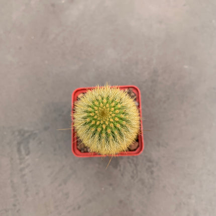 Pilosocereus chrysostele