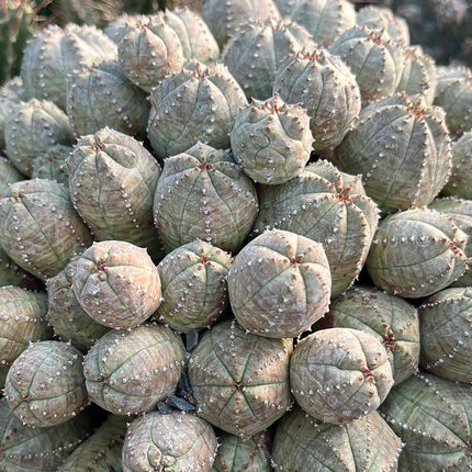 Euphorbia pseudoglobosa