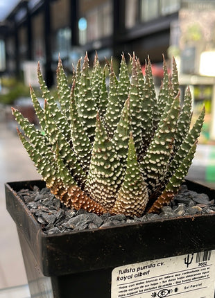 Tulista pumilla 'Royal Albert'