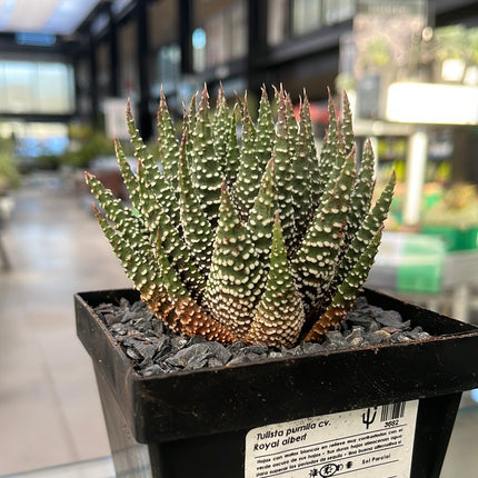 Tulista pumilla 'Royal Albert'