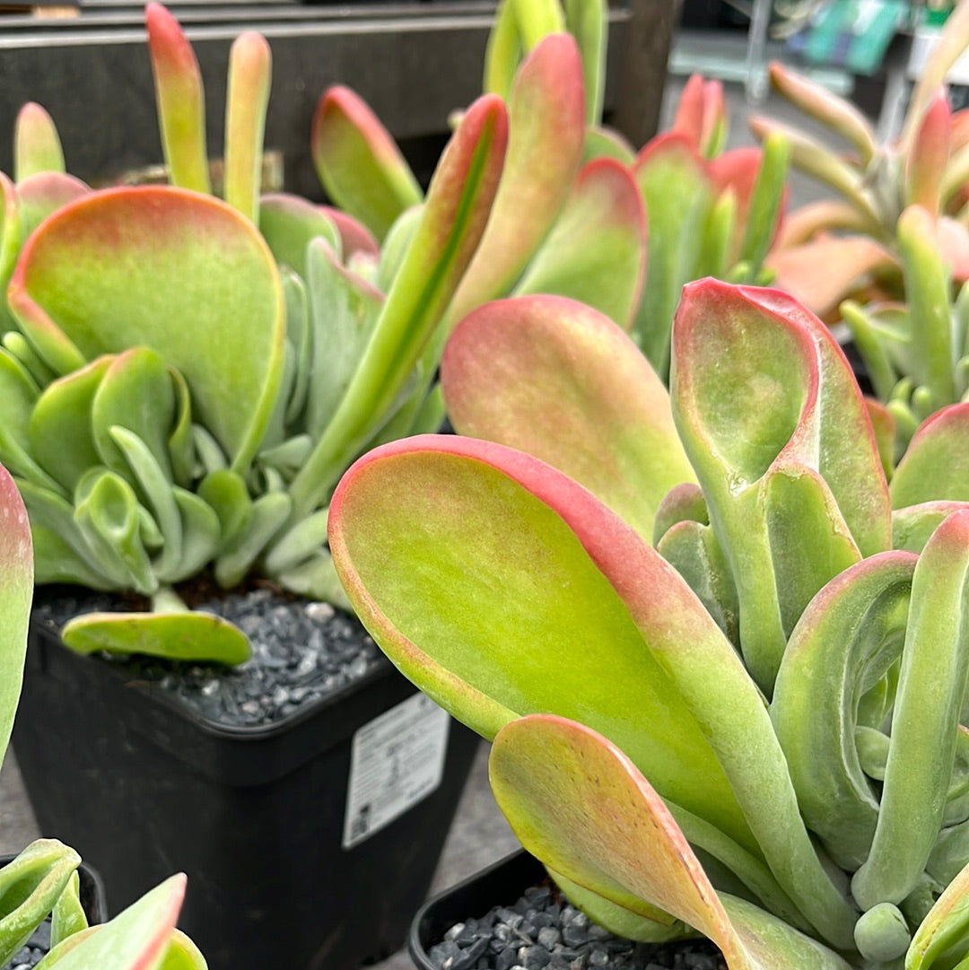 Kalanchoe oricula