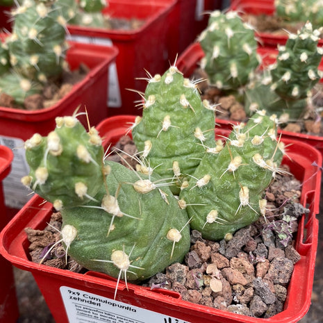 Cumulopuntia zehnderi