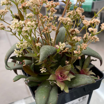 Crassula orbicularis var. rosularis