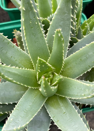 Aloe brevifolia