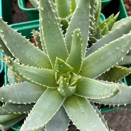 Aloe brevifolia
