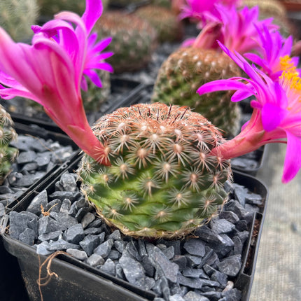 Mammillaria dodsonii