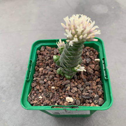 Crassula barcklyi