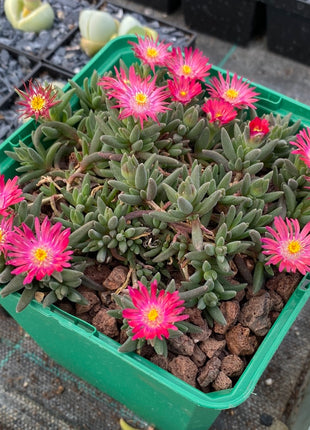 Delosperma deschampsii