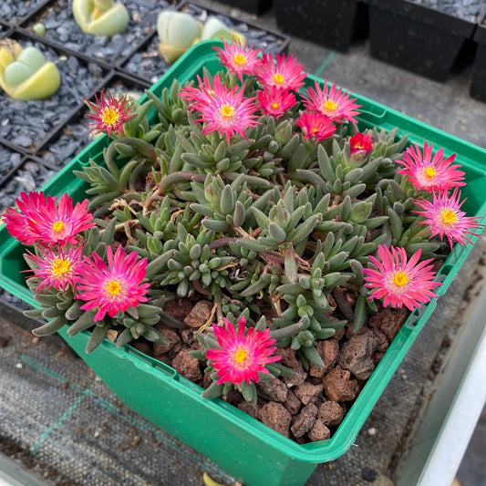 Delosperma deschampsii