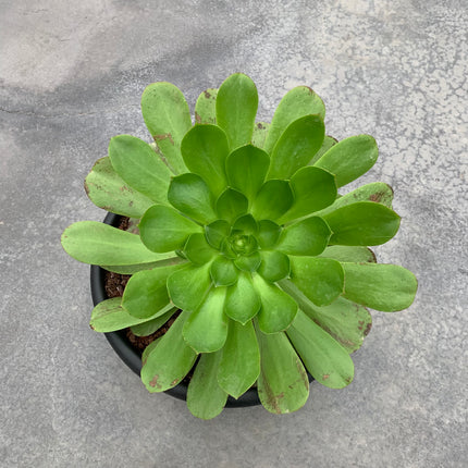 Aeonium undulatum