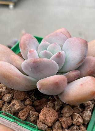 Pachyveria corvus