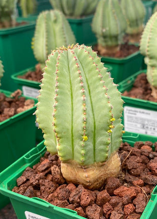 Euphorbia fruticosa f. inermis